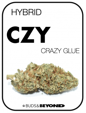 CRAZY GLUE - Hybrid (AAA)