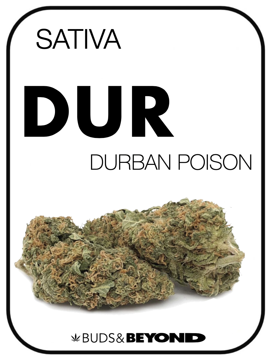 Durban-Poison-Strain