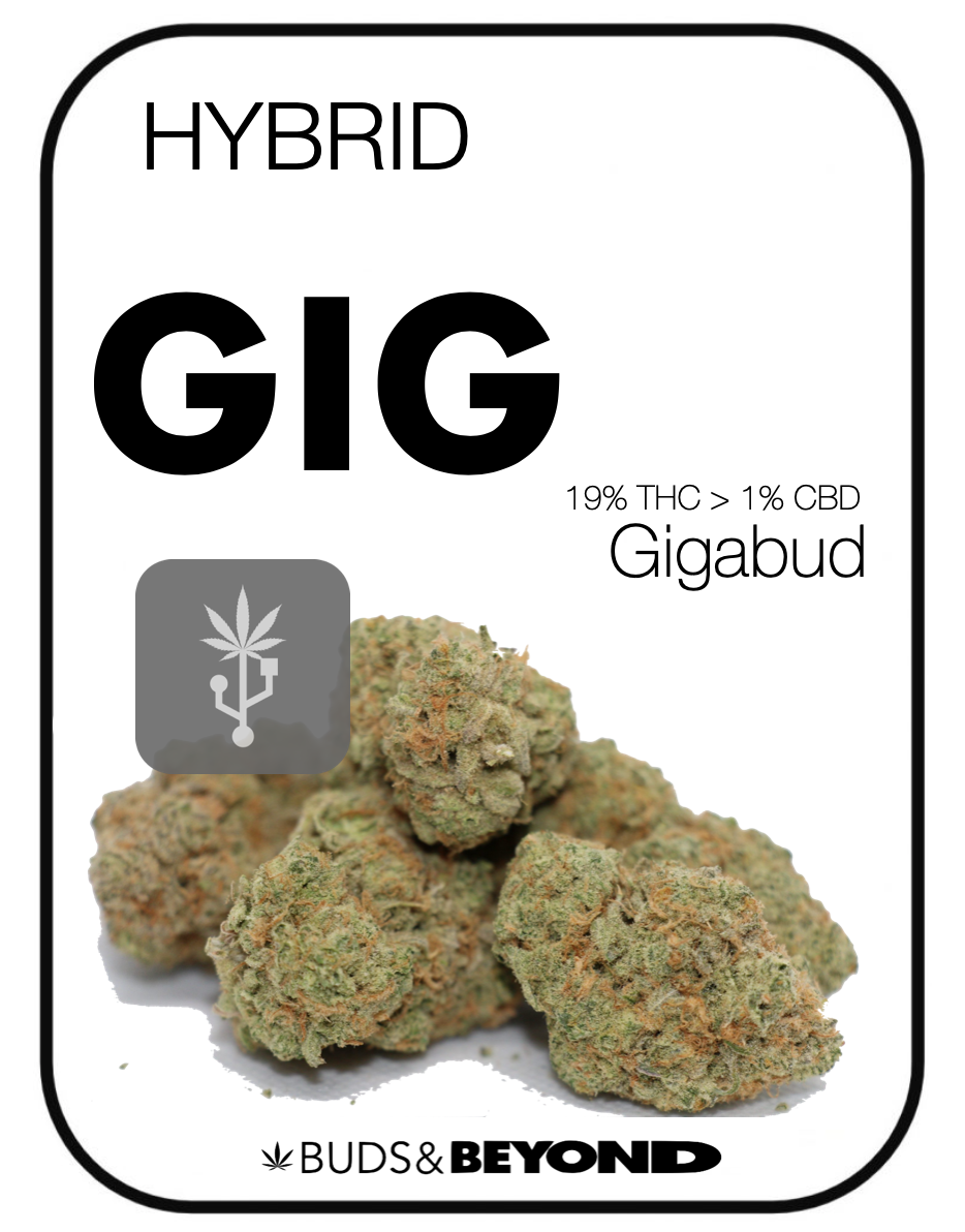 Gigbud buds