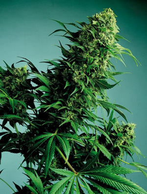 buy indica weed online in canada